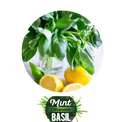 Mint, Citronella & Basil